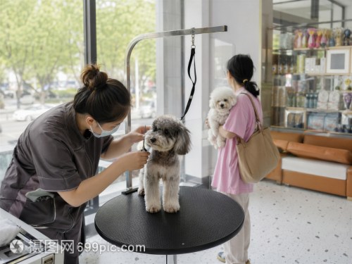 寵物美容店 讓每一只小狗煥發(fā)光彩的專業(yè)服務(wù)