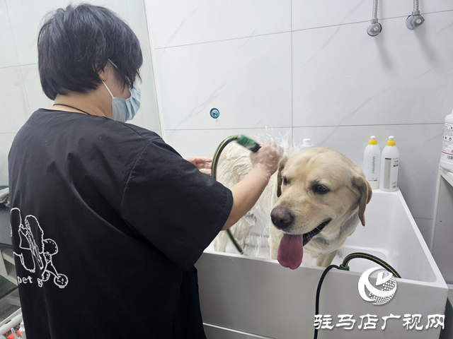 春節臨近，寵物經濟“旺”起來 寵物美容服務成節前消費新熱點